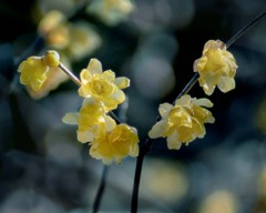 DSC06588 蝋梅匂う陽だまり