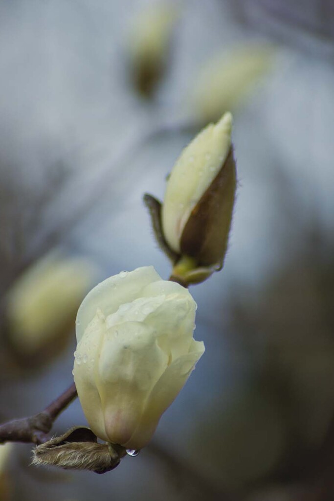 DSC07514. B. ハクモクレン