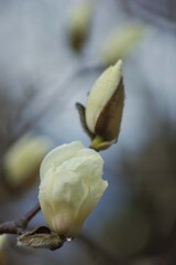 DSC07514. B. ハクモクレン