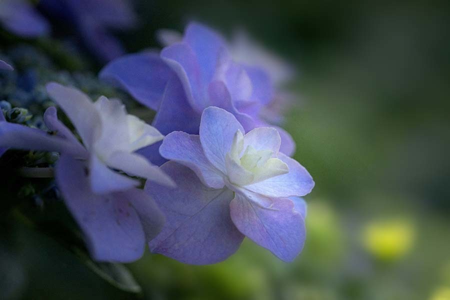 DSC02897 遊歩道の紫陽花