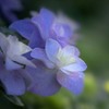 DSC02897 遊歩道の紫陽花
