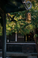 DSC04943-紅葉28番