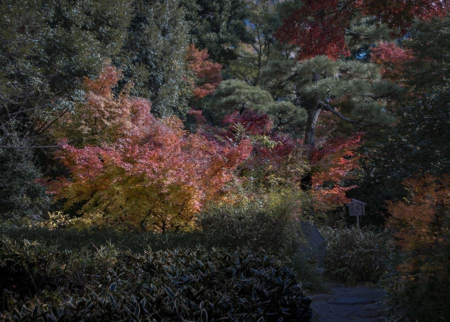 DSC06278.関口芭蕉園の紅葉