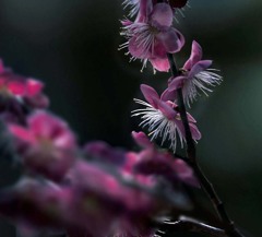 DSC03325-戸定公園の枝垂れ桜