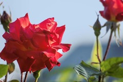 DSC06066. 丘の薔薇