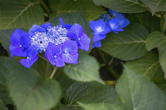 DSC06537. 葉の海に漂う