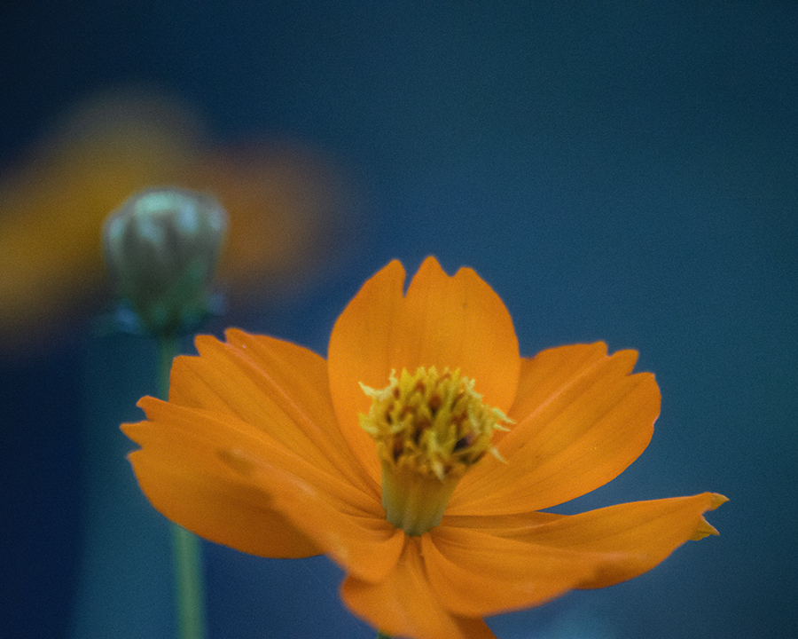 DSC08839. 夜明けのコスモス jpg