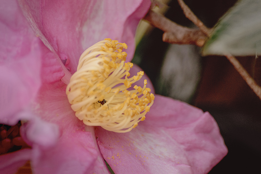 DSC09935. 花蕊で昼寝
