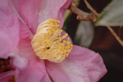 DSC09935. 花蕊で昼寝