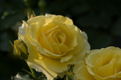 黄色い薔薇