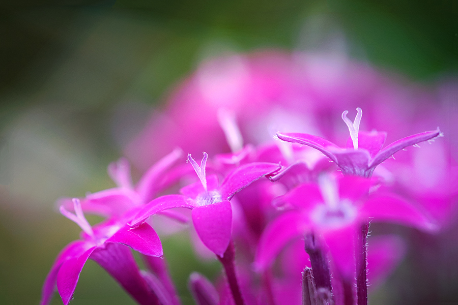 姿 妖精の如し DSC03067