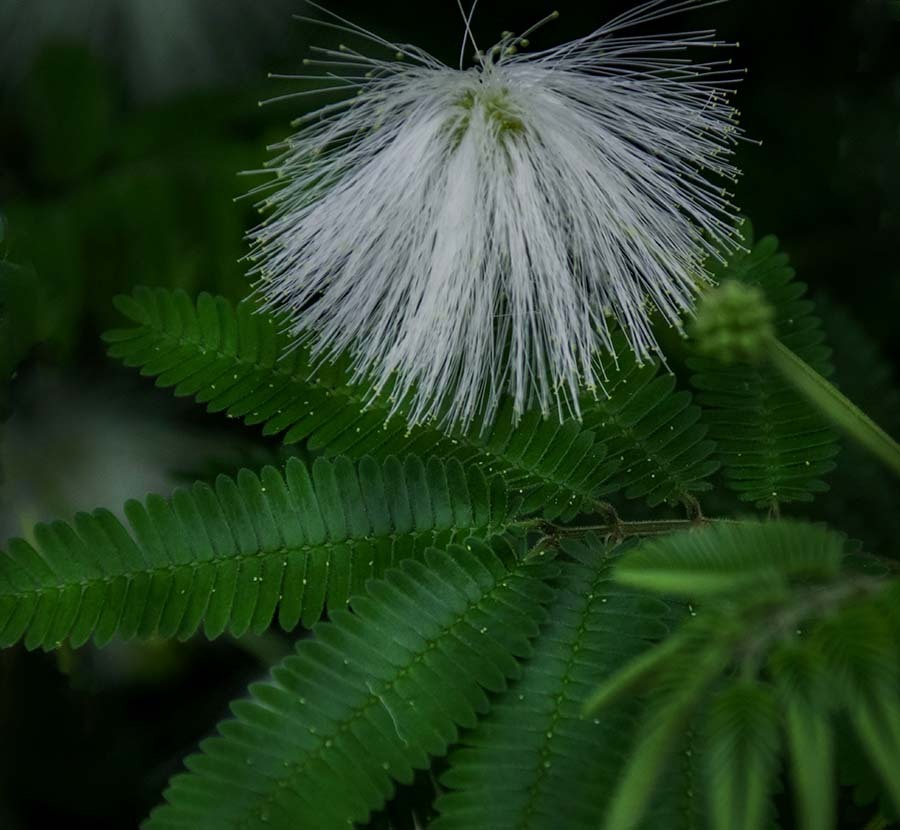 DSC09056.白い合歓の樹の花