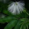 DSC09056.白い合歓の樹の花