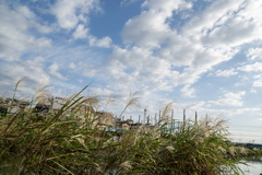 DSC02719. 河川敷の羊雲