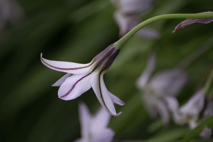 DSC01362 星の形のニラの花