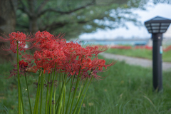 土手の彼岸花  DSC05472.