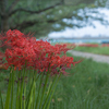 土手の彼岸花  DSC05472.