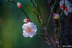 DSC06565-公園の白梅-1