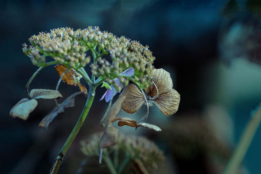 冬なを生きん　DSC06469