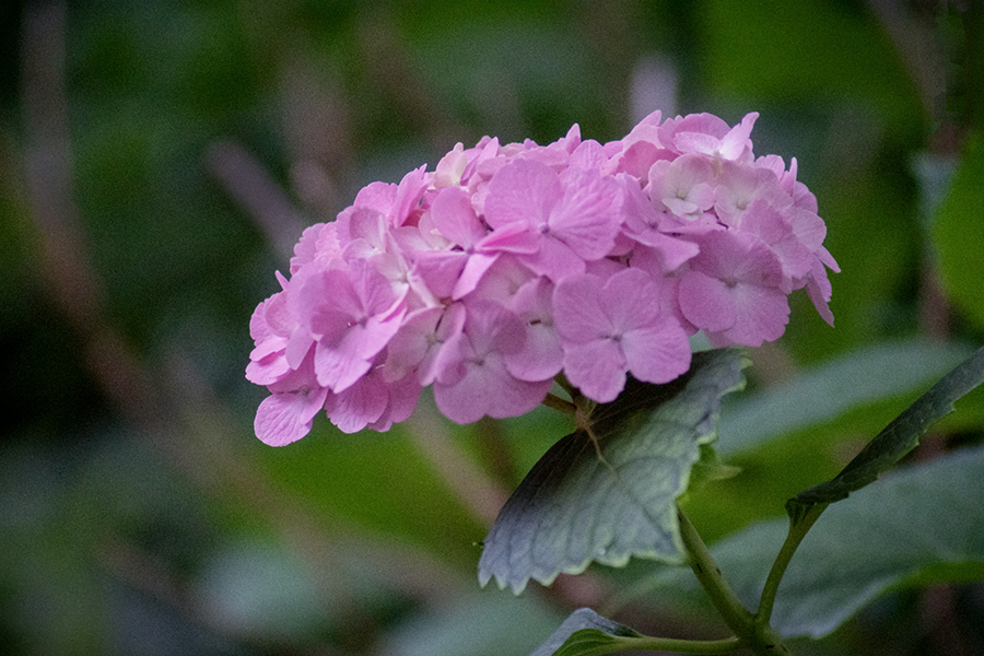 DSC08770.  紫陽花の華