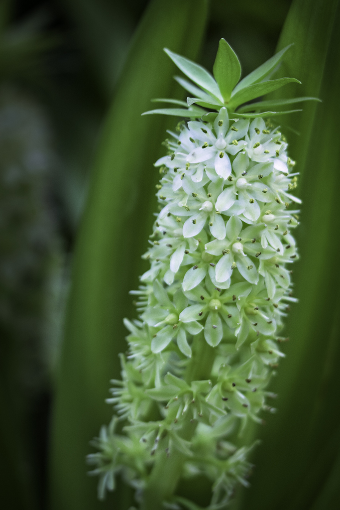 パイナップルリリィ　と申します
