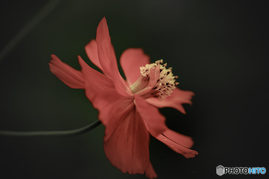 DSC02469. 朱(あか)いコスモス 