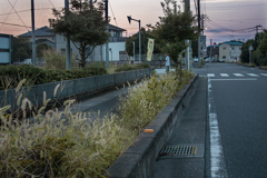 DSC00238. 東の空を見つめる朝の散歩人