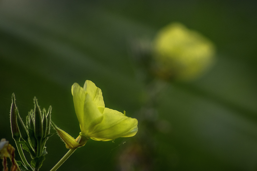 DSC00120. 月見草の咲く丘