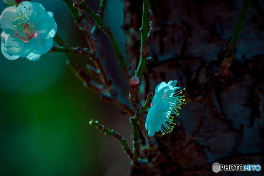 DSC06567-二人はデイト中？