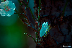 DSC06567-二人はデイト中？