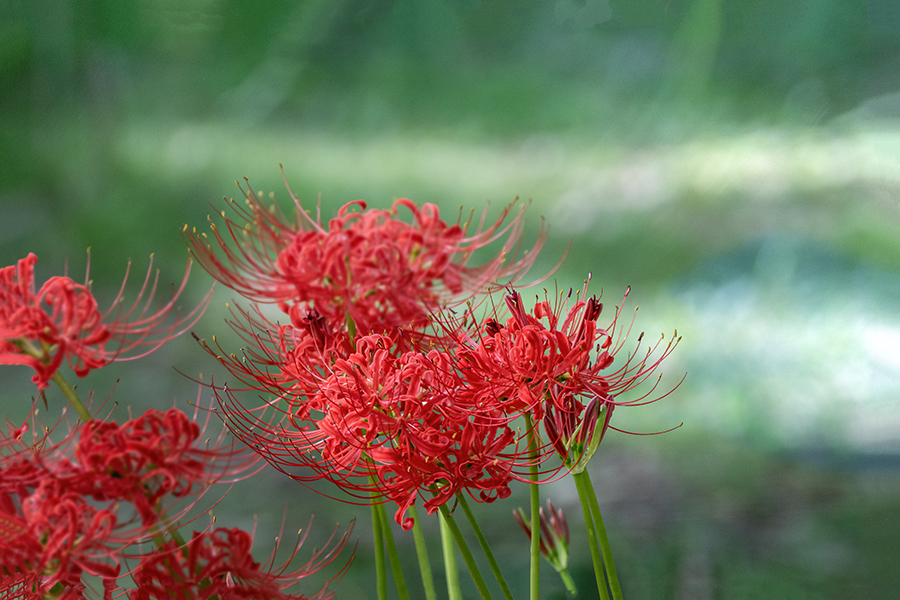 DSC02389. 公園の秋
