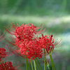 DSC02389. 公園の秋