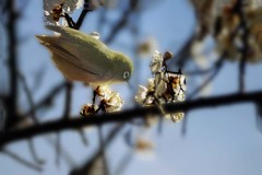 リズミカルに動く　DSC02619