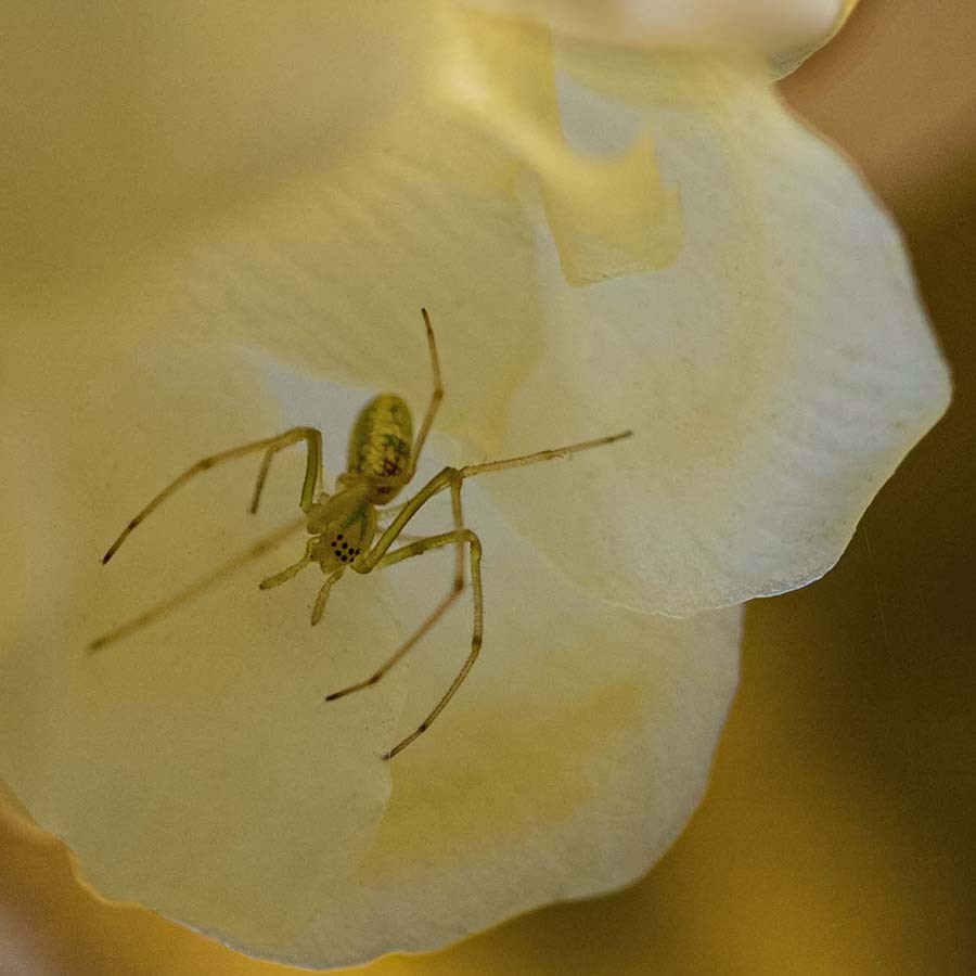 DSC09553. 蝋梅に蜘蛛