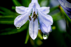 DSC09065. 雨に清められる