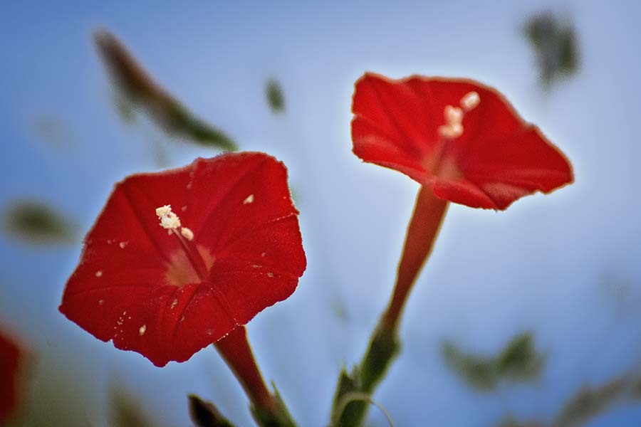 DSC00875. 朝の留紅草