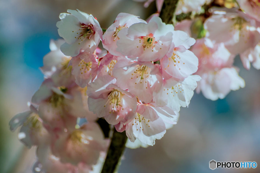 DSC03560-安行桜-22