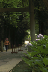 DSC05941 参道の紫陽花-6