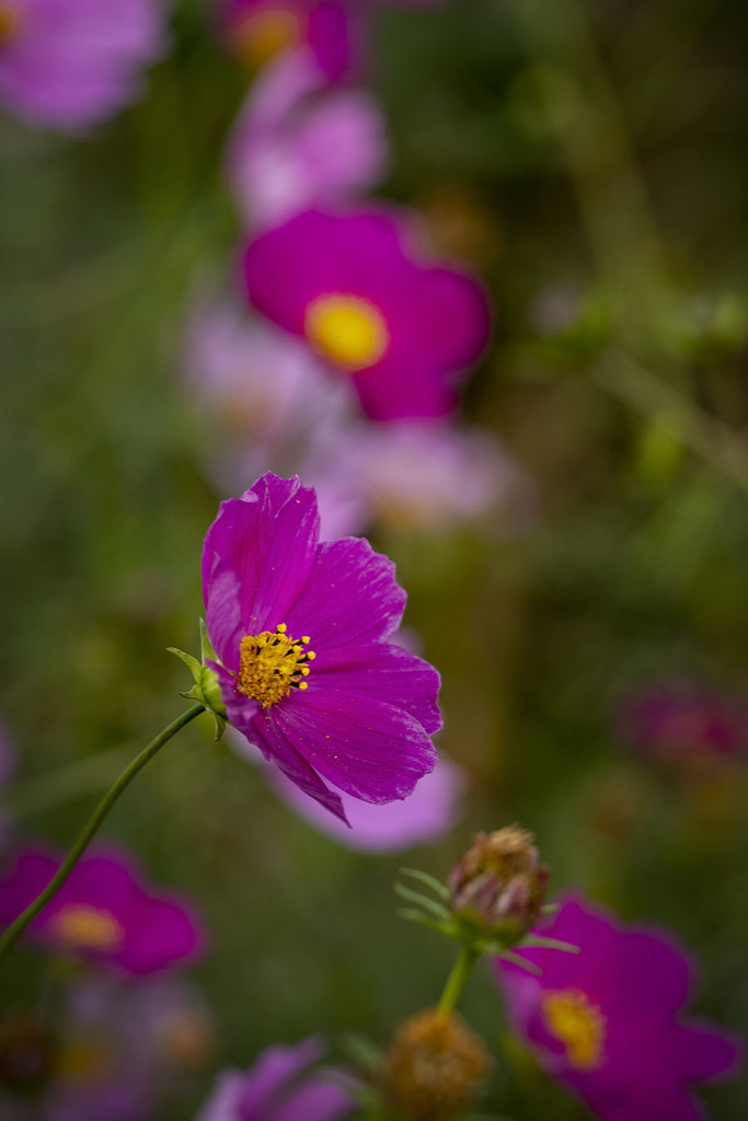 DSC01050. 今年も有難うね