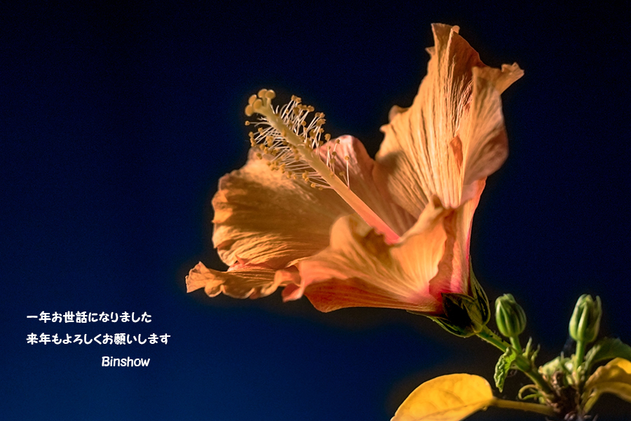 20161228-DSC05041-一年お世話になりました