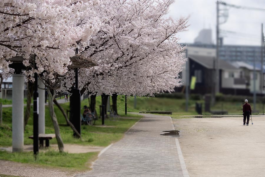 DSC00536. 公園の朝