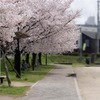 DSC00536. 公園の朝