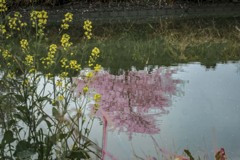 DSC01153. 追憶 桜を映して川は流れる