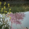 DSC01153. 追憶 桜を映して川は流れる