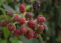 DSC09878. 夏が来る