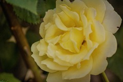 DSC08399. 黄色い薔薇