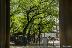 DSC04750 新緑の中