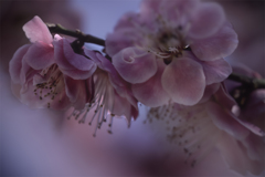 DSC03684 もうすぐ春だ