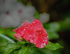 DSC01618. 雨粒で枝垂れる