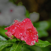 DSC01618. 雨粒で枝垂れる